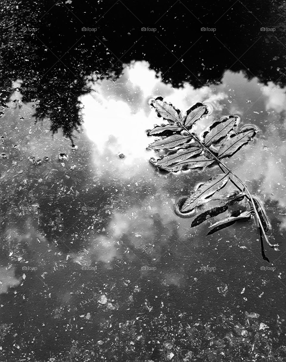 Reflection of trees and leaf in puddle