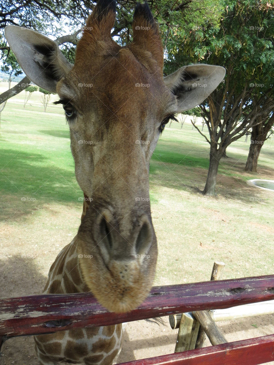 Giraffe being friendly and saying hello 