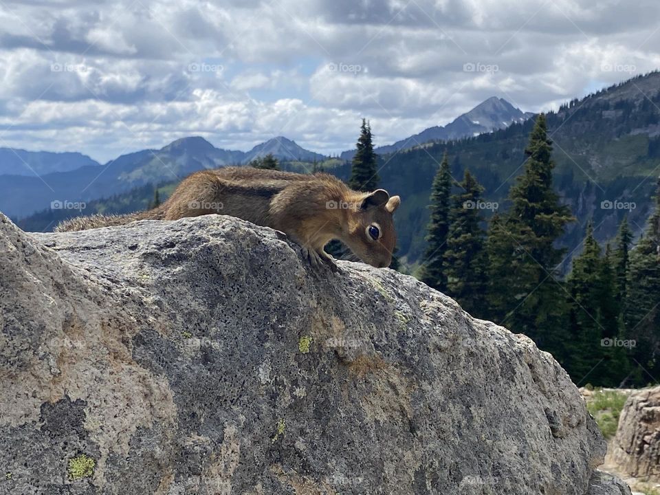 Just chilling out looking over everything, Mount Rainier