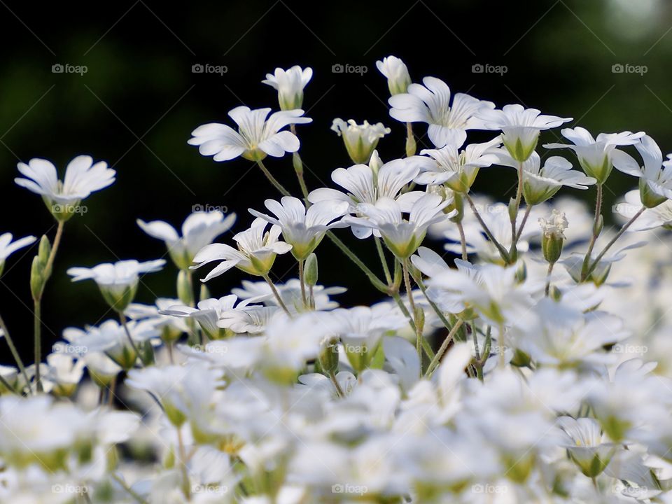 Let me take You into the garden