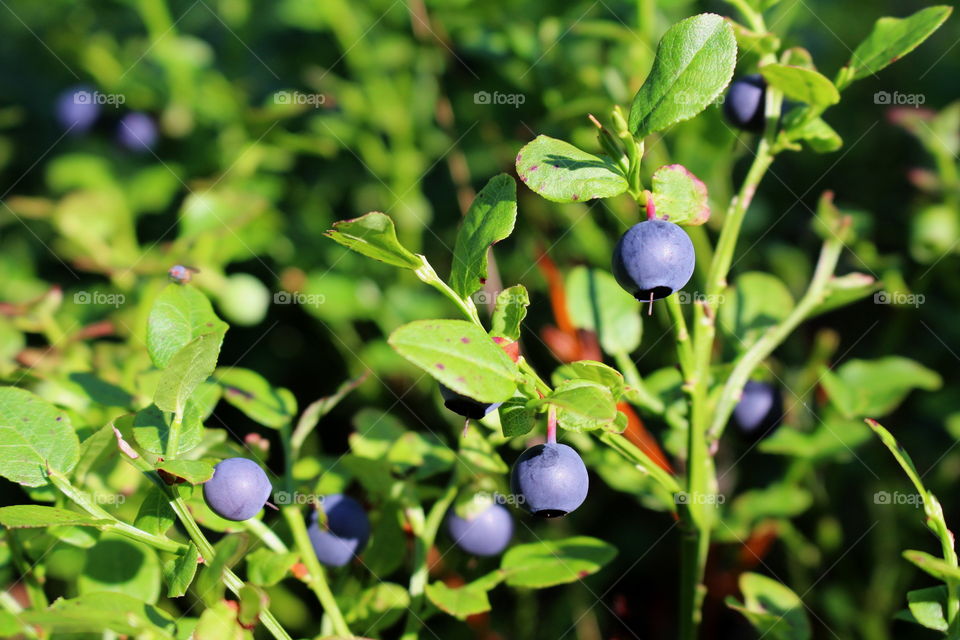 Swedish blue berries.
