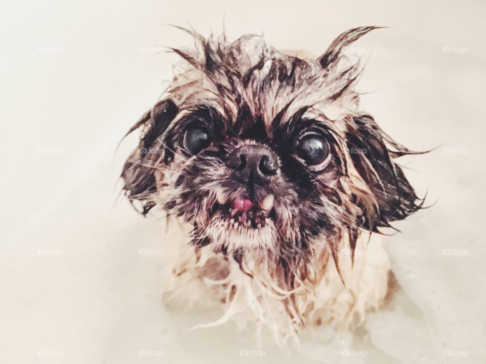 Wet Dog