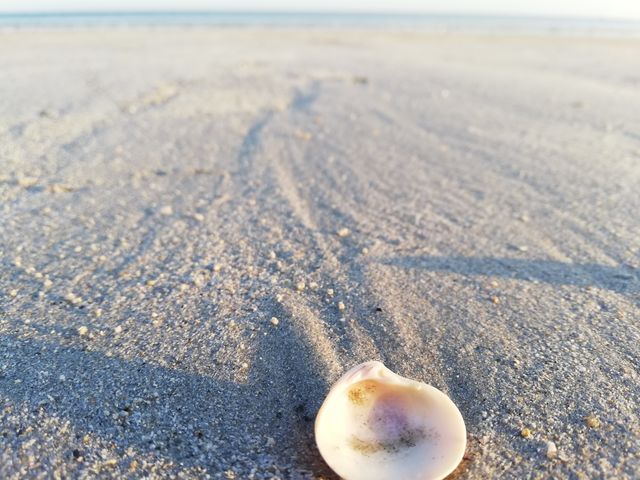 Sable et coquillage