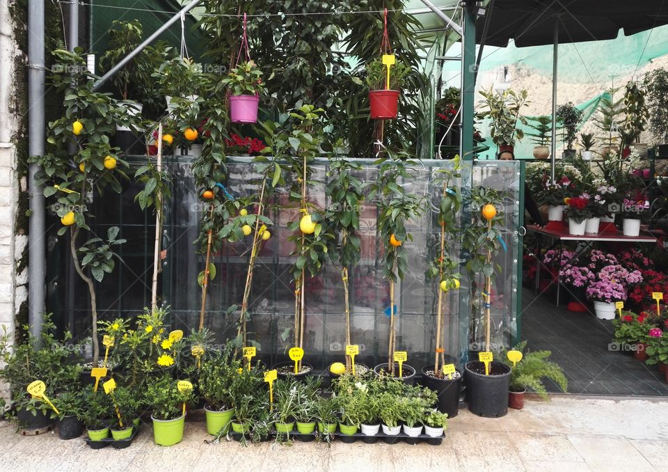 flower shop cultivation propagation lemon trees orange trees