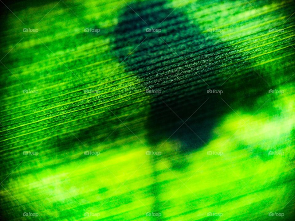 Fly shadow behind a banana tree leaf. Beautiful insect casting a silhouette behind a green leaf