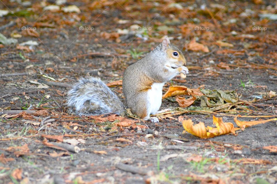 a squirrel's lunch