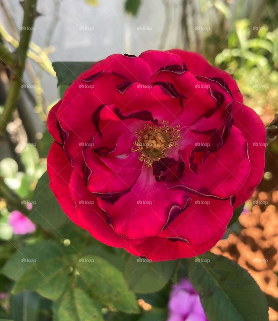 🌹 🇺🇸 Very beautiful flowers to brighten our day.  Live nature and its beauty. Did you like the delicate petals? / 🇧🇷 Flores muito bonitas para alegrar nosso dia. Viva a natureza e sua beleza. Gostaram das pétalas delicadas? 