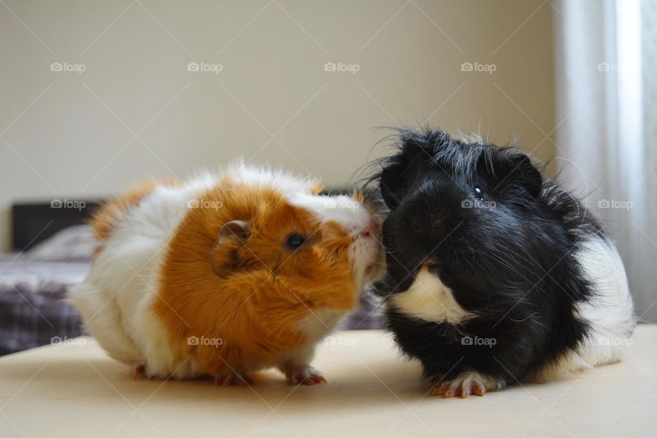 two guinea pigs beautiful portraits home