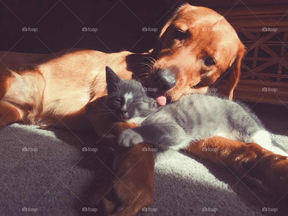 Dog and kitten relaxing on carpet
