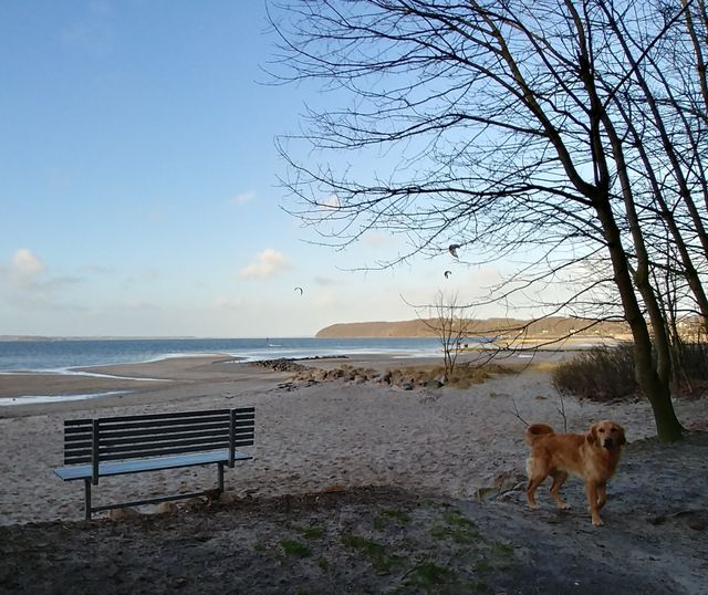 dog beach Spaziergang bank