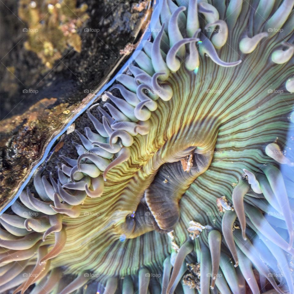 An anemone is seen under the water with its colorful striped patterns 