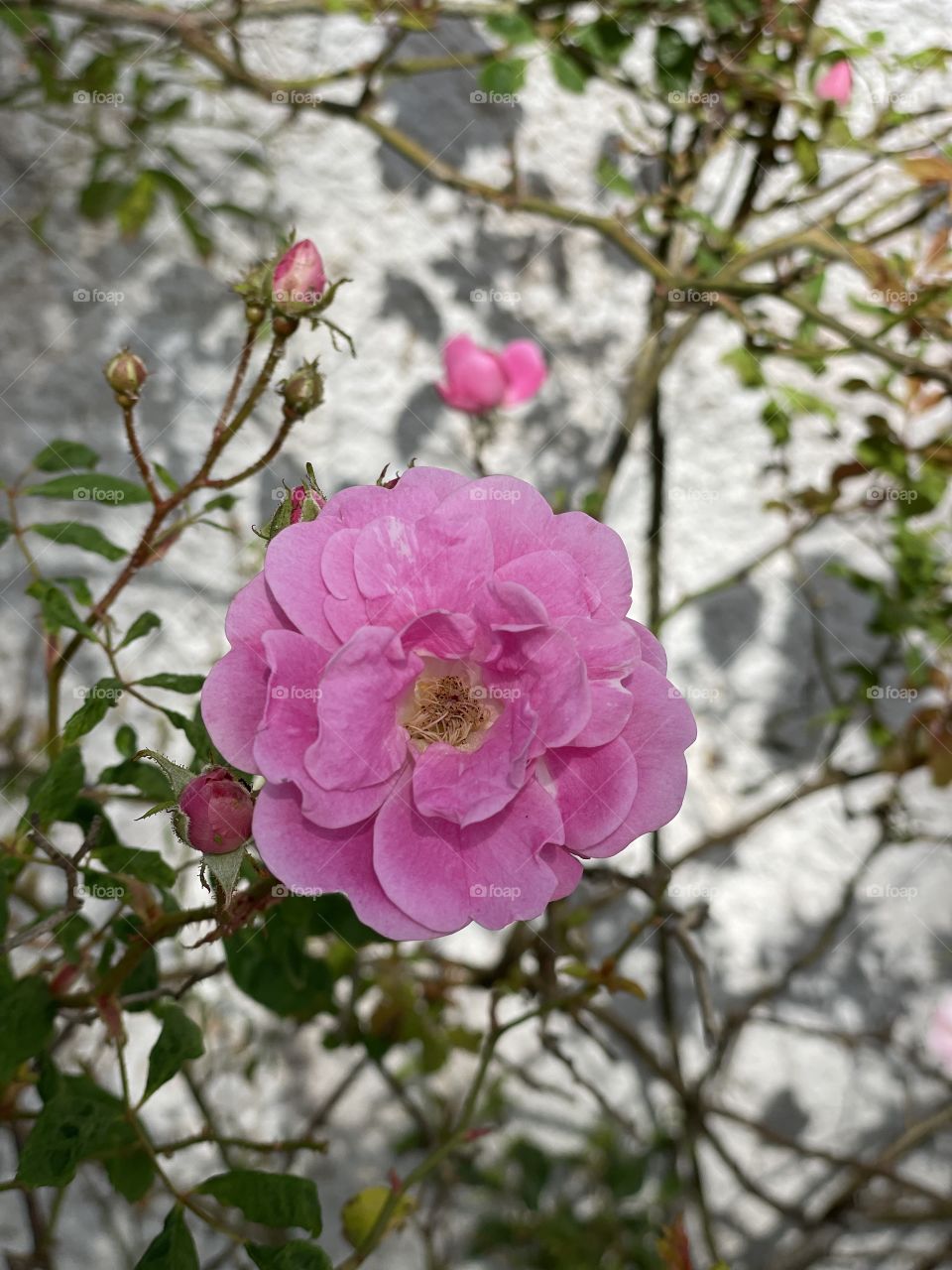 Rosa 