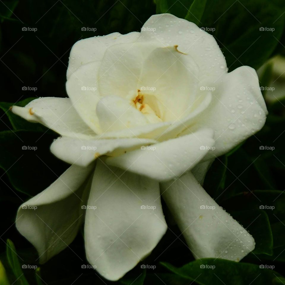 a special white Gardenia in the garden
