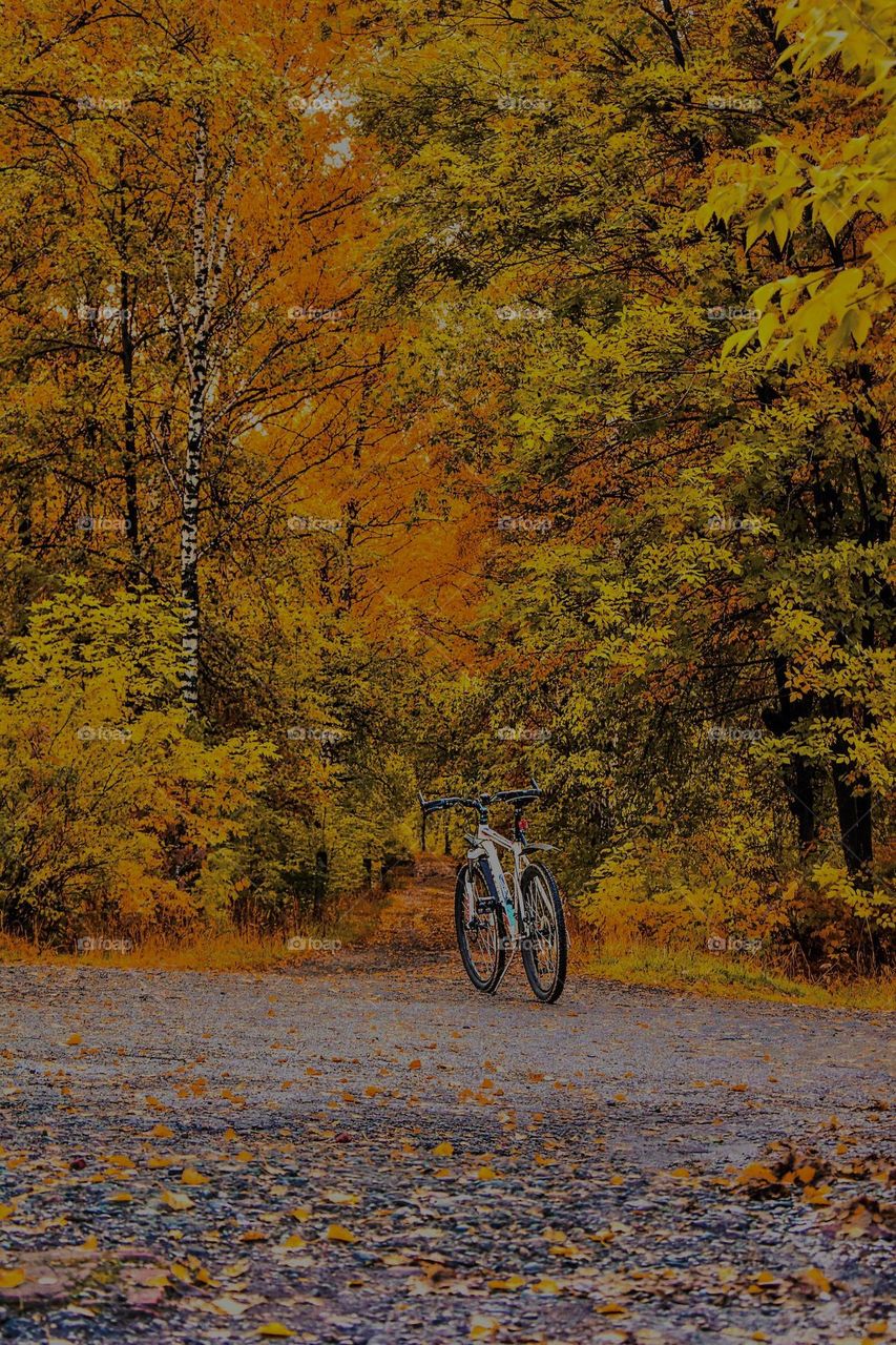 Bicycle | Nature | woods | Forest