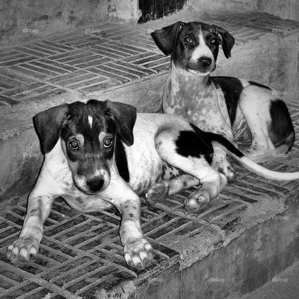 Buddies