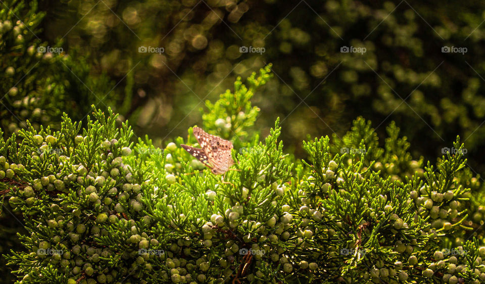 butterfly in tree