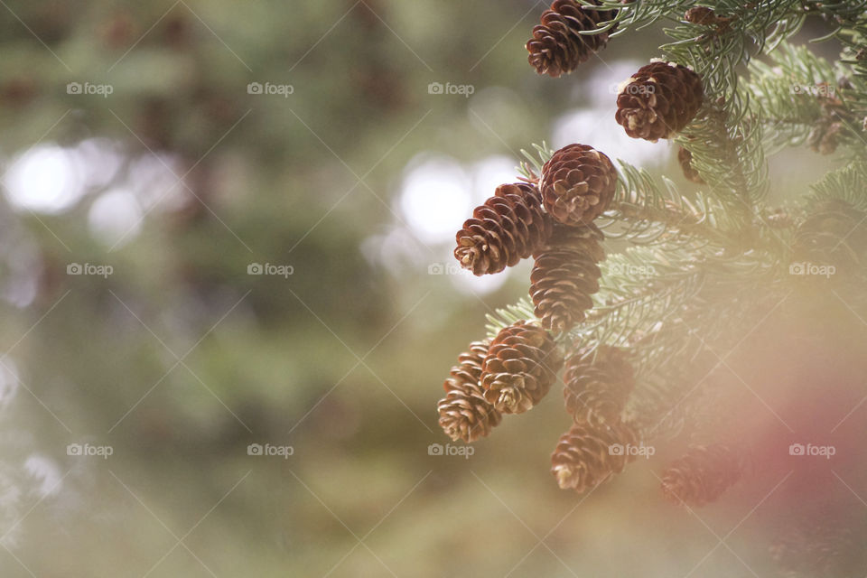 Pine Cones