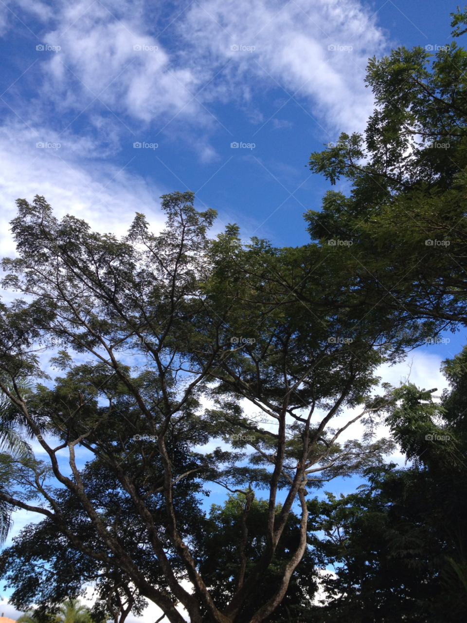 venezuela sky green tree by rgomezphoto