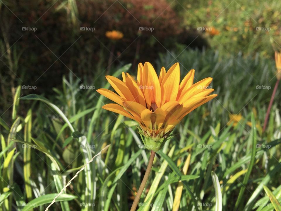Opening flower with sunshine 