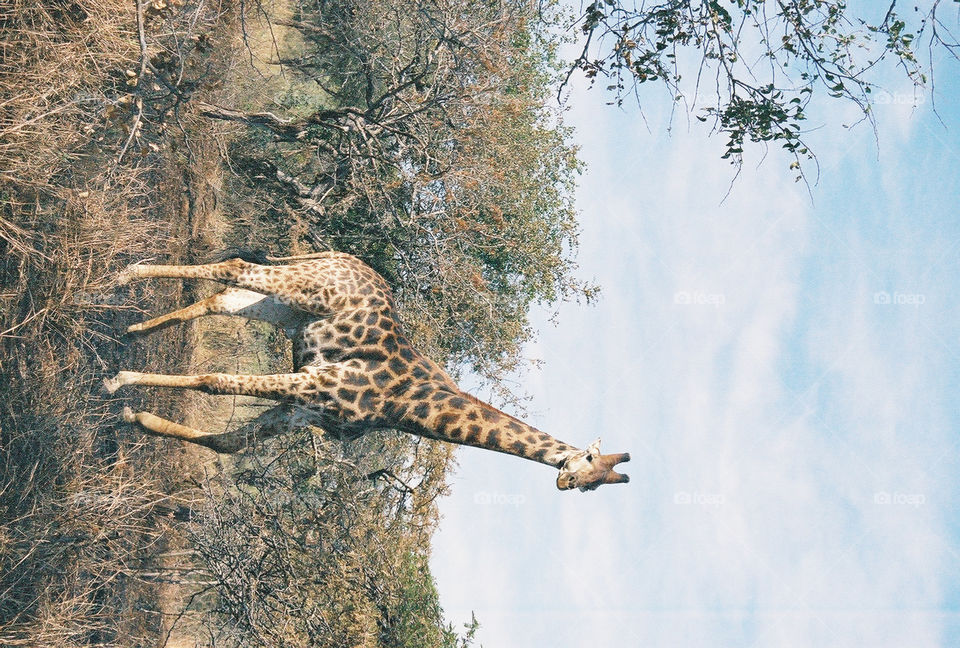 giraffe on safari in Hluhluwe National Park in South Africa