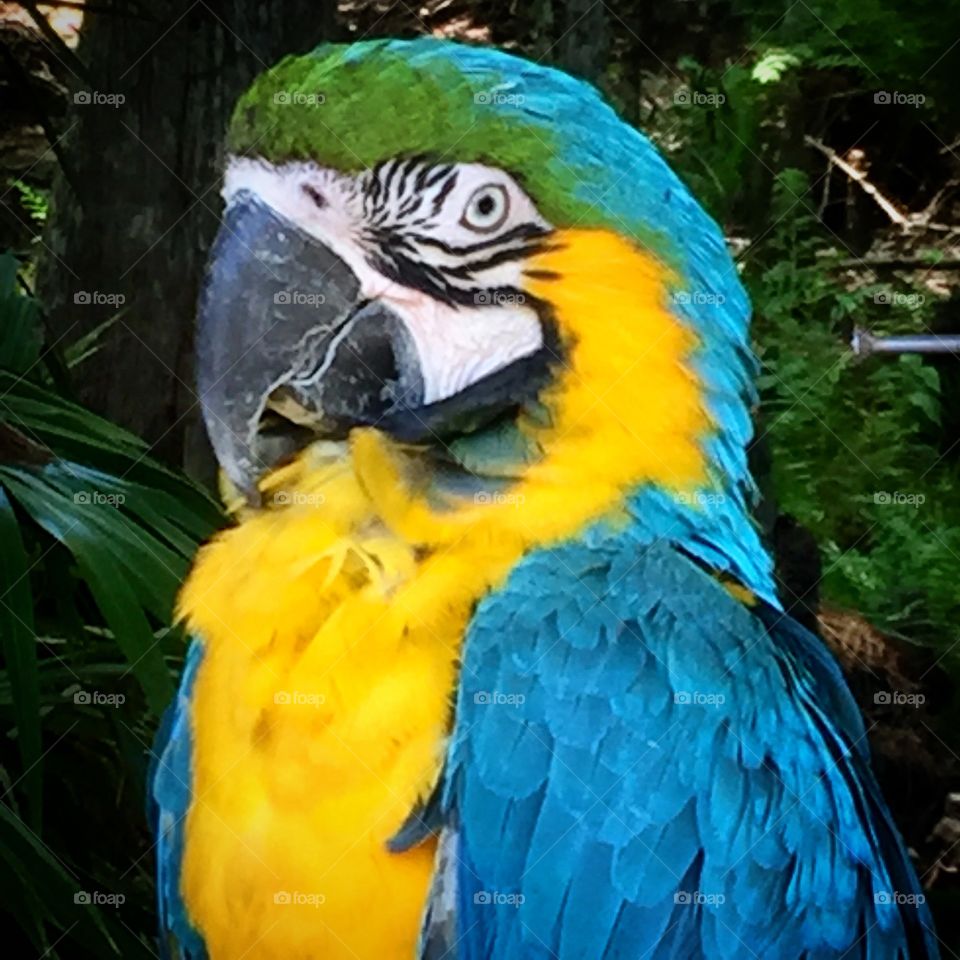 Blue and Gold macaw sitting on a perch on display at a wildlife park in Florida