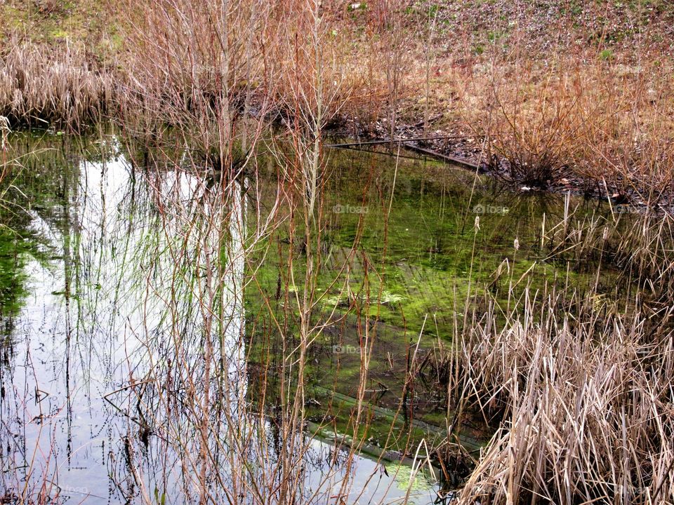 reflections in a pool