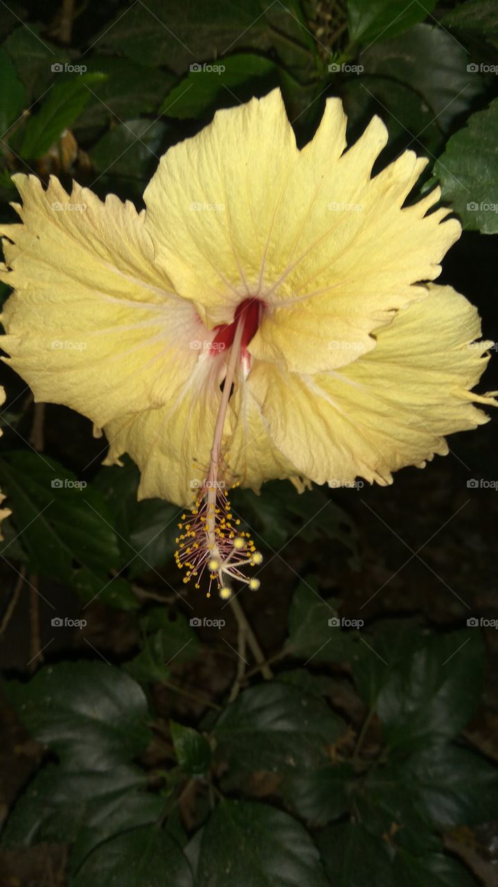 Lovely Naturally Hibiscus