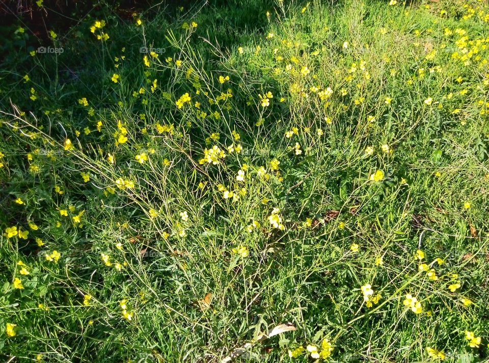 lawn plants лужайка растения