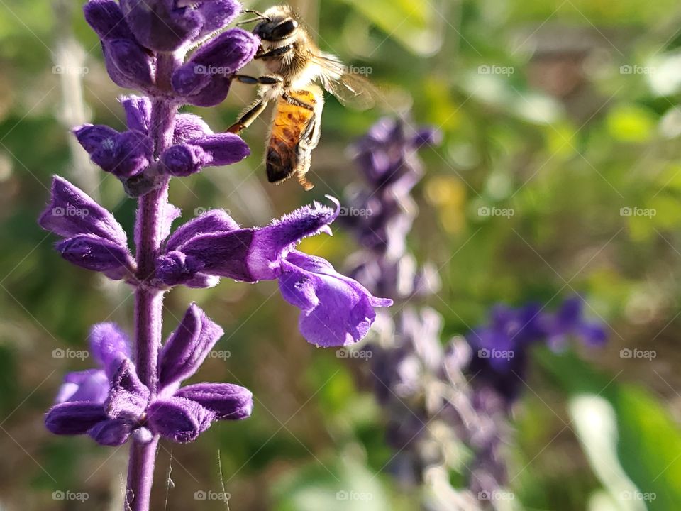 Bee pollinating purple Mexican sage flower without actually landing on the flower