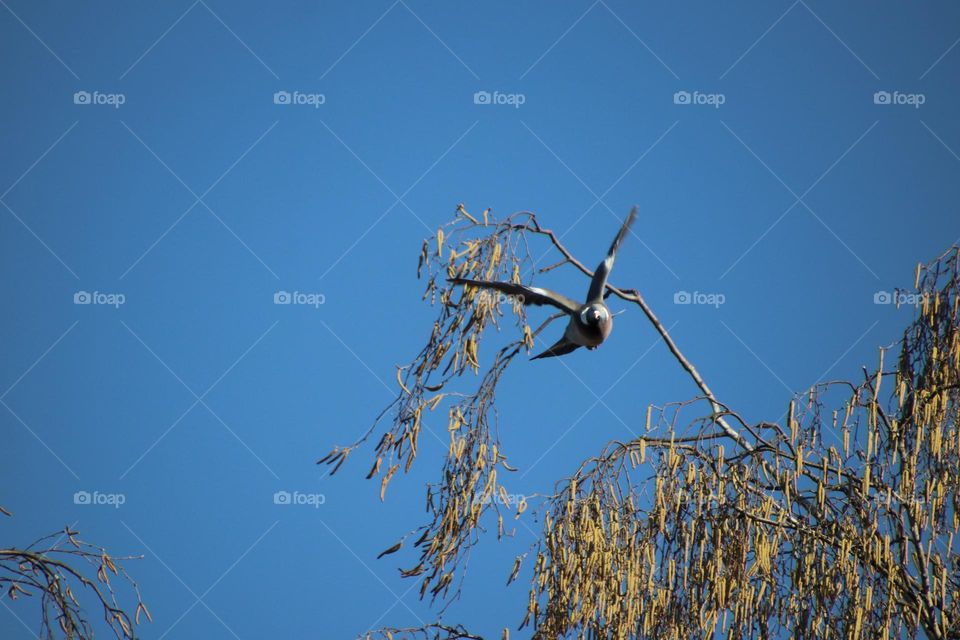 Long shot of a wood pigeon flying away from a birch