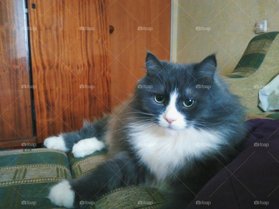 pet cat lying on the sofa