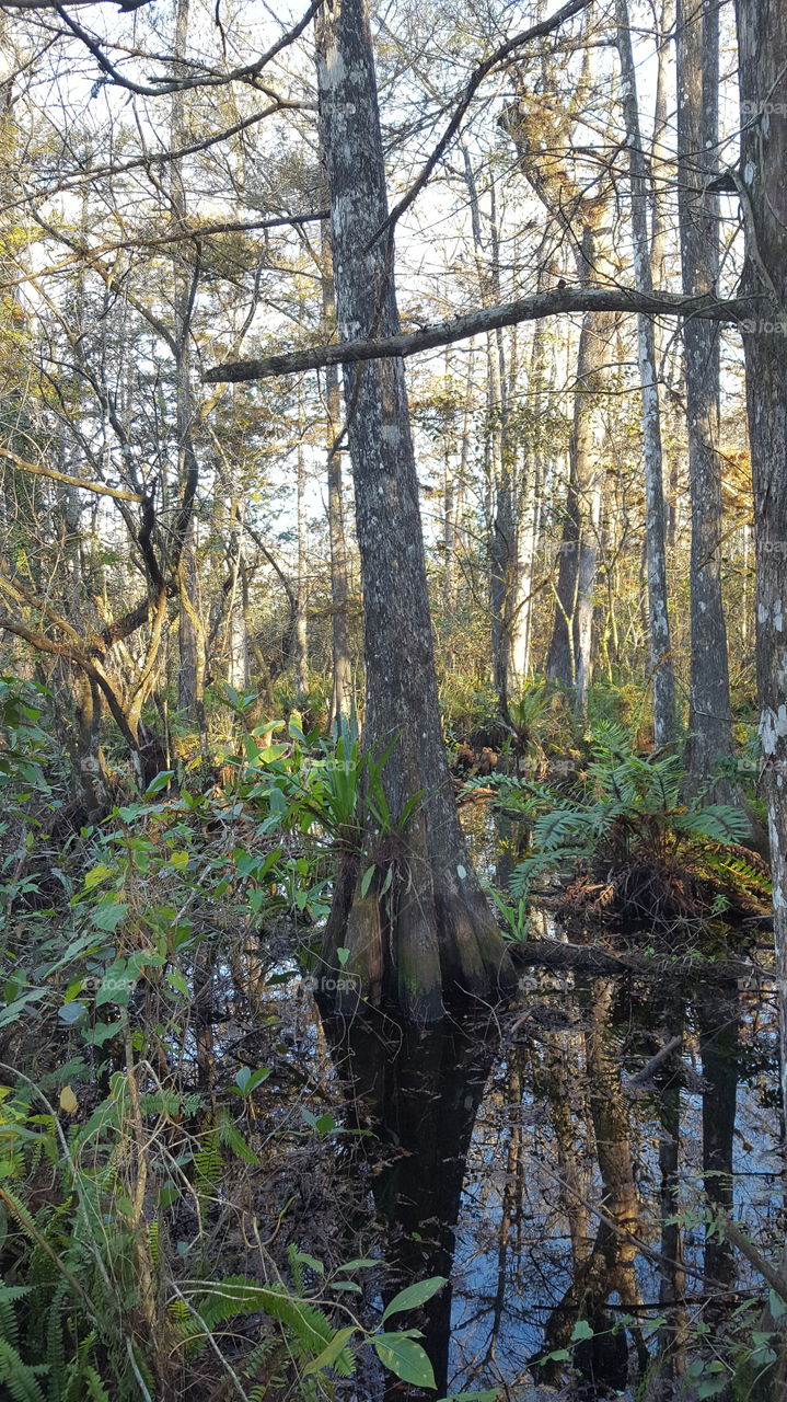 Corkscrew swamp Florida