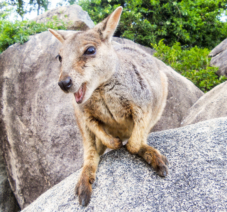 Rock Wallaby having a cute little chuckle!