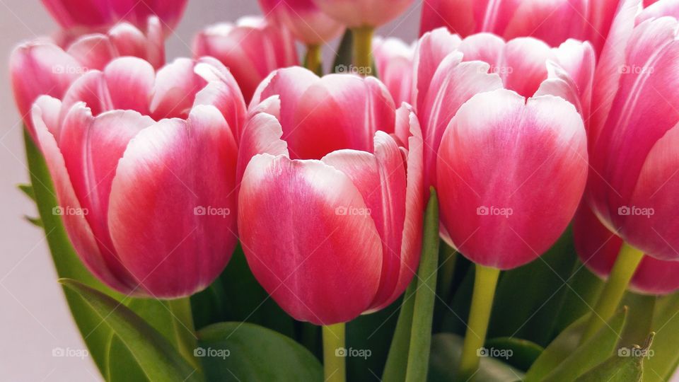 close up of a bouquet of tulips