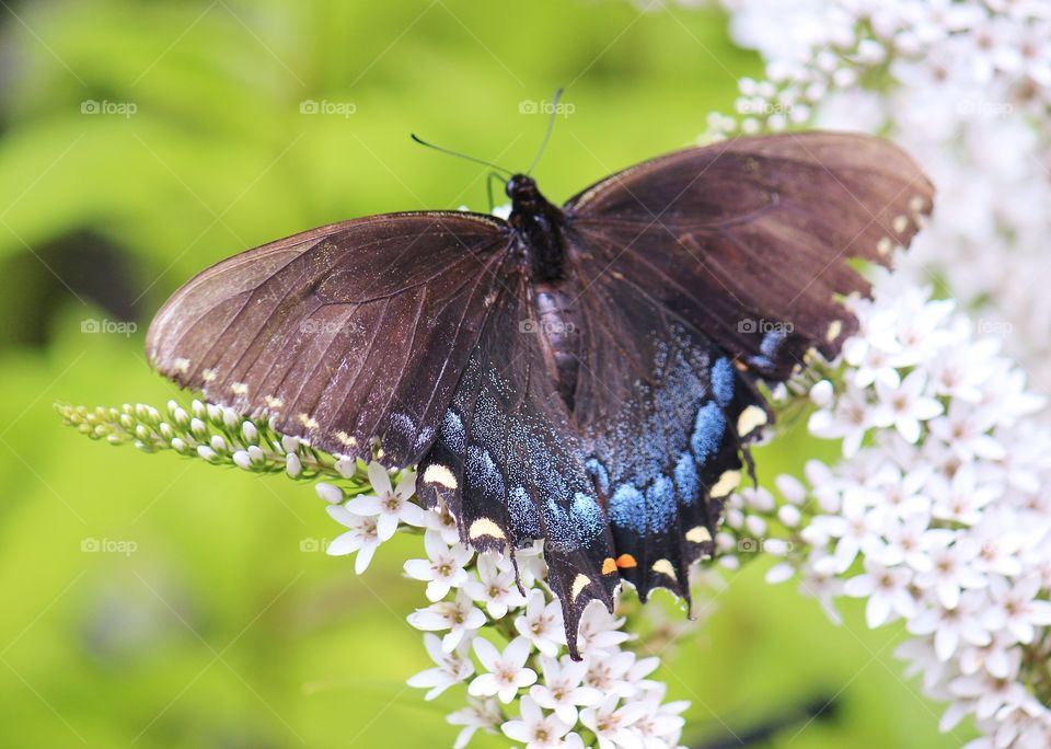 butterfly pollinating white gooseneck loosetrife flowers