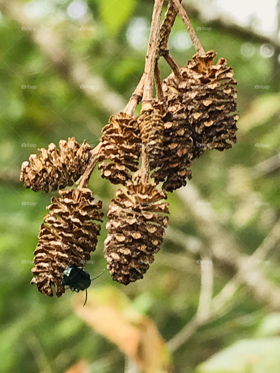 These cones, or strobiles, are the fruit of a deciduous Alder tree (Sp. Alnus) & are quite small, approx 1” or 2.5 cm. There is also what looks like a small metallic blue invasive Alder leaf beetle, (Agelastica alni), on the lowest center cone.