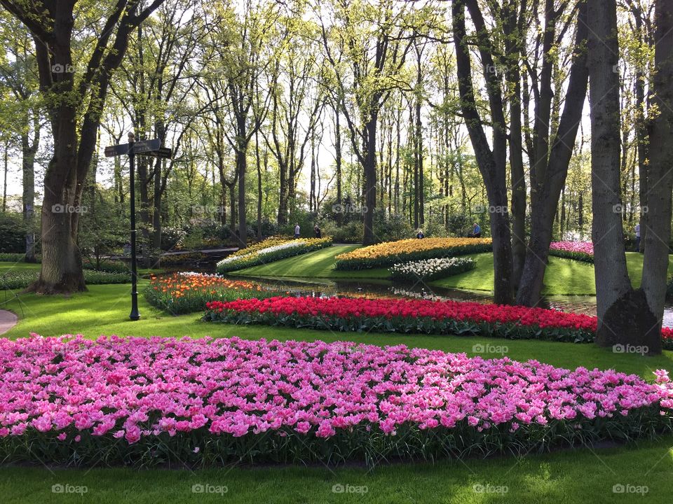 Keukenhof 