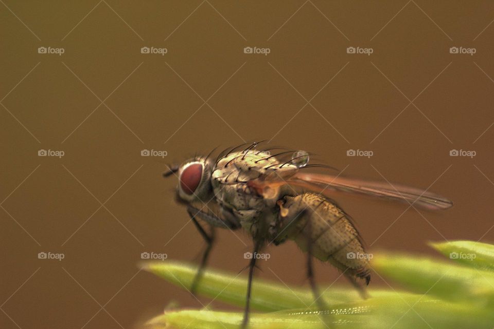 A fly resting on a branch after a rain.