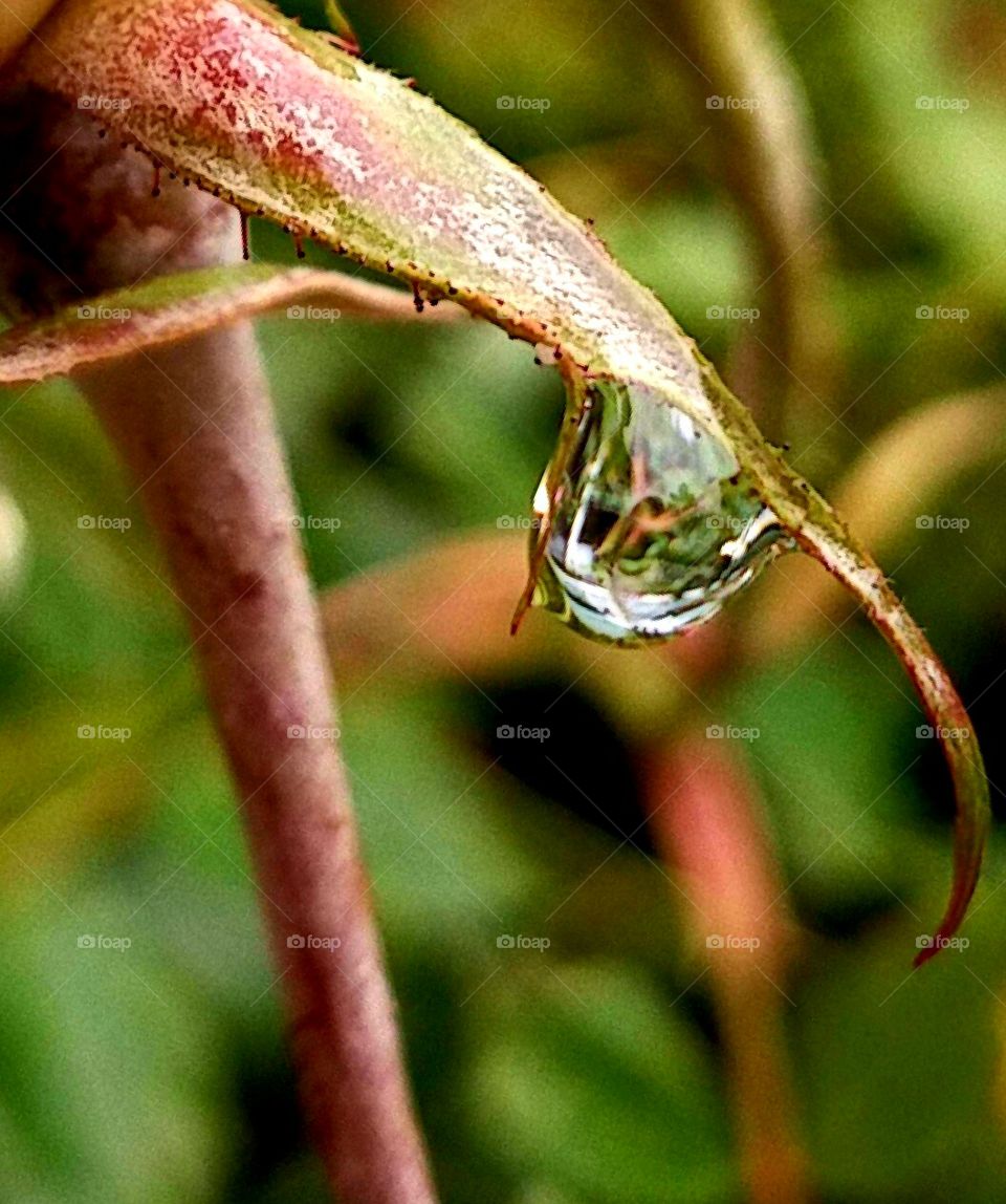 what's in a raindrop?