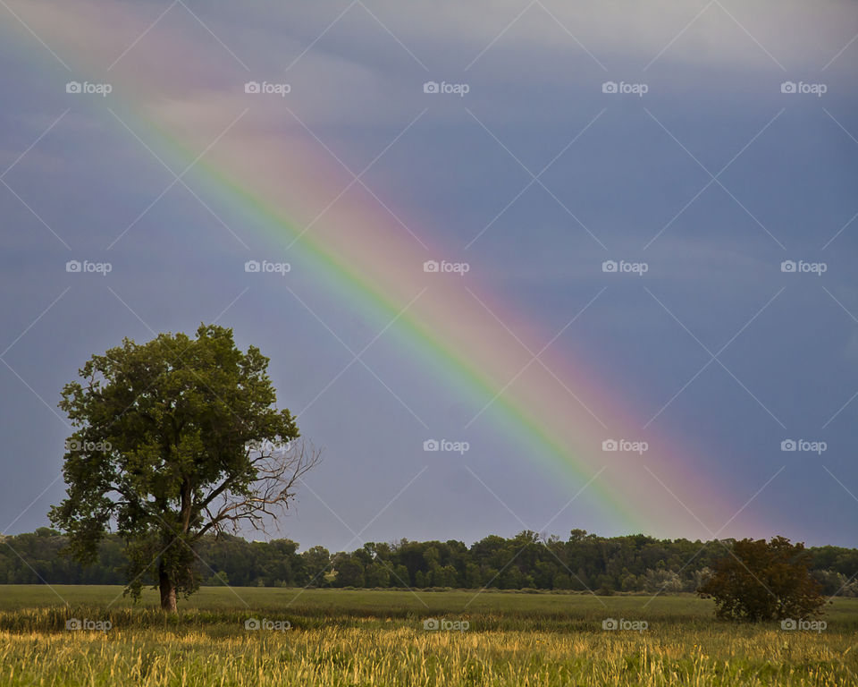 Rainbow In The Marshland