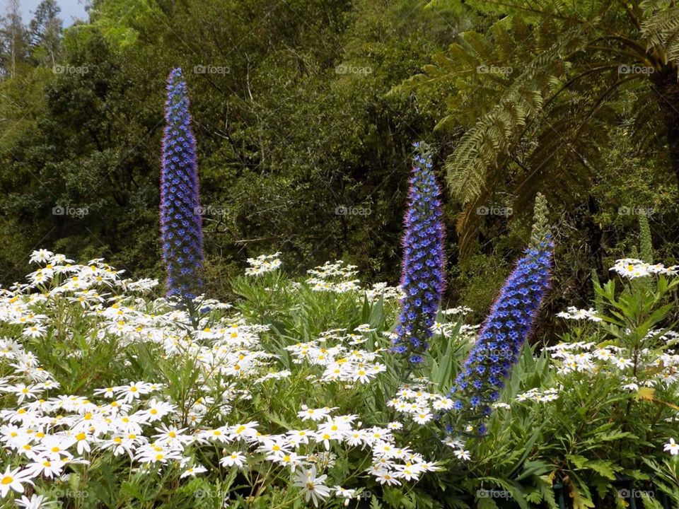 Massaroco (flor da Ilha da Madeira)