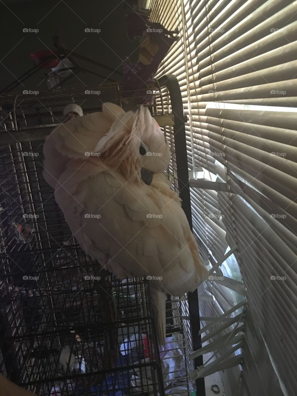 Bird, No Person, Indoors, One, People