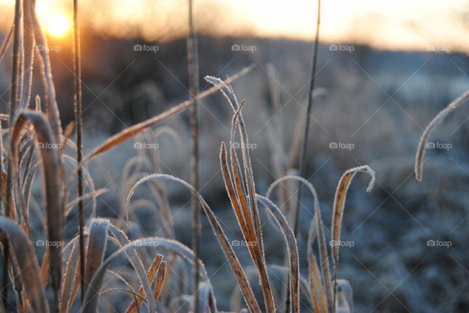 Frosty morning