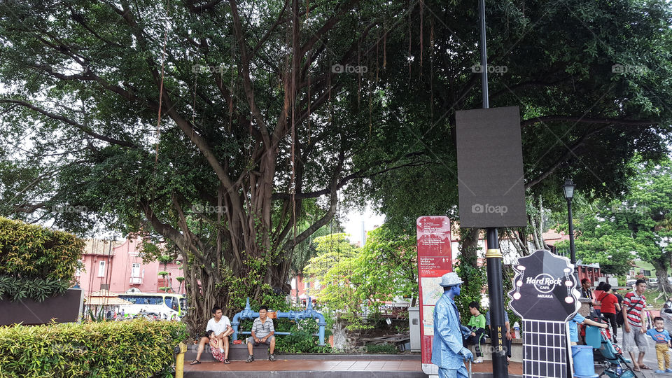 Big Tree in Malacca