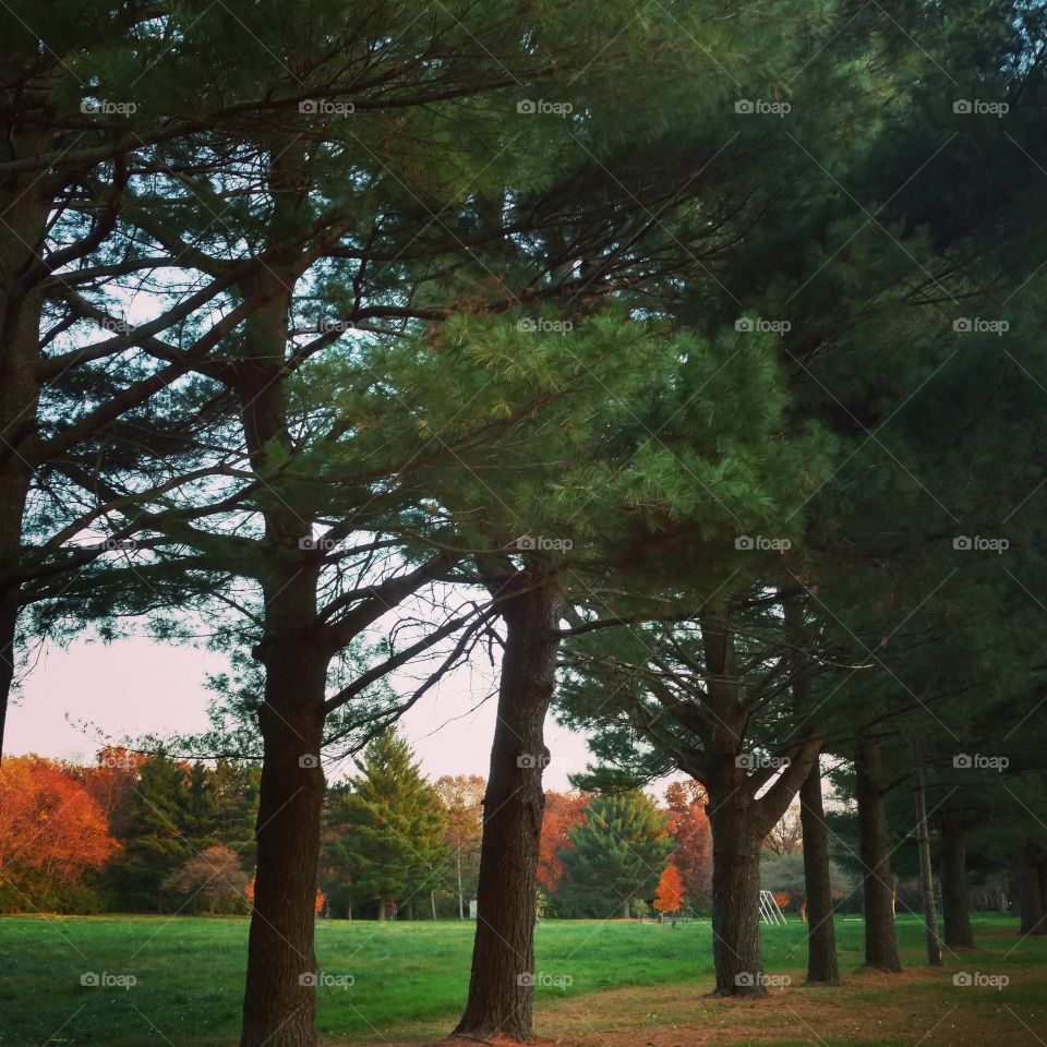 fall scene behind the pines