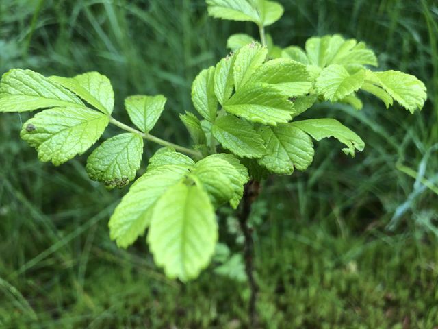 Green Leaf