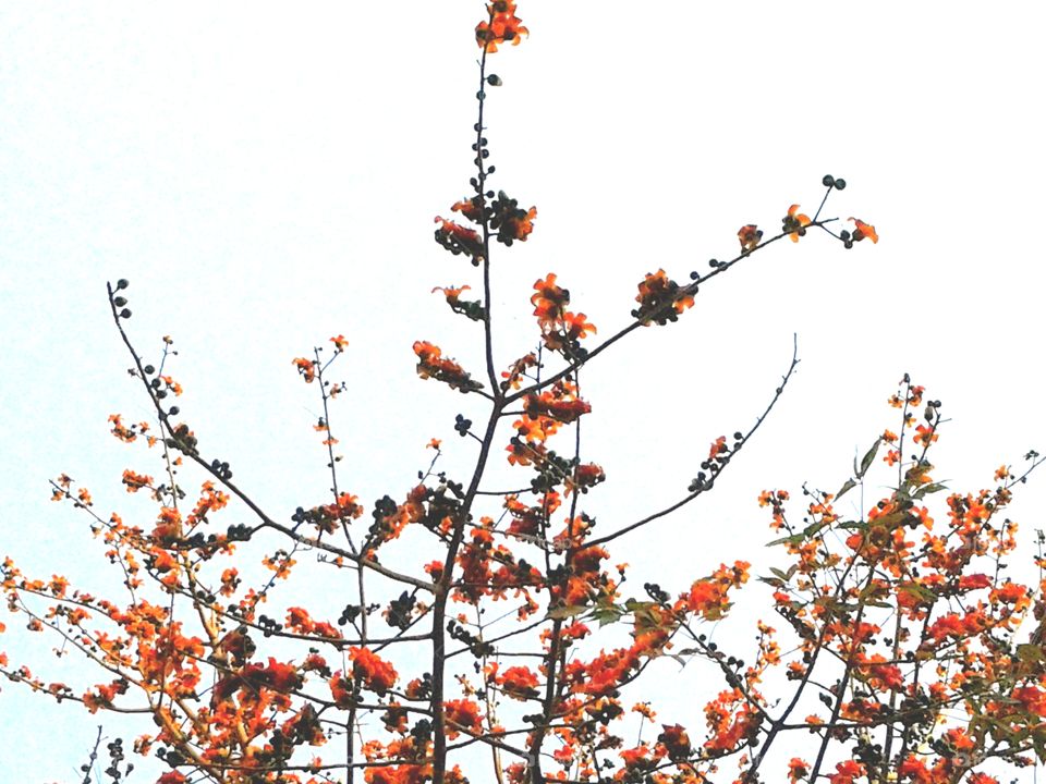 Butea monosperma tree