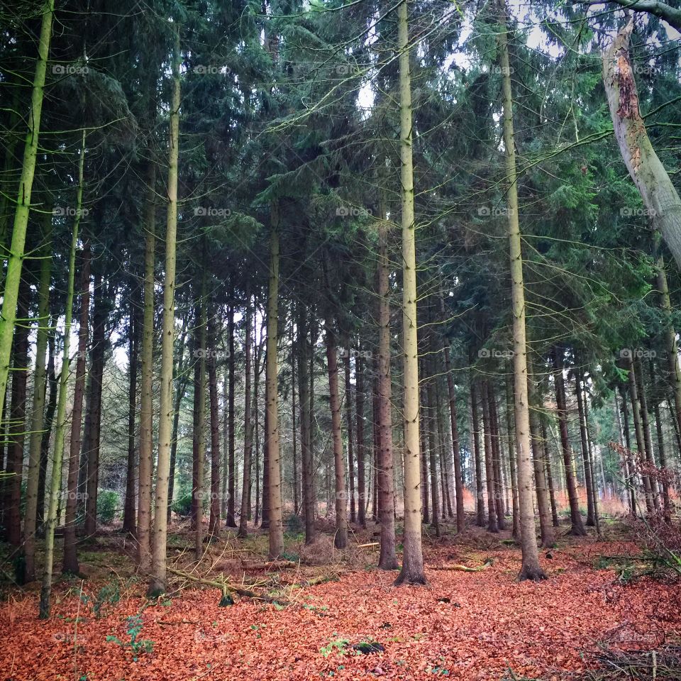 Forrest in the Netherlands Woods