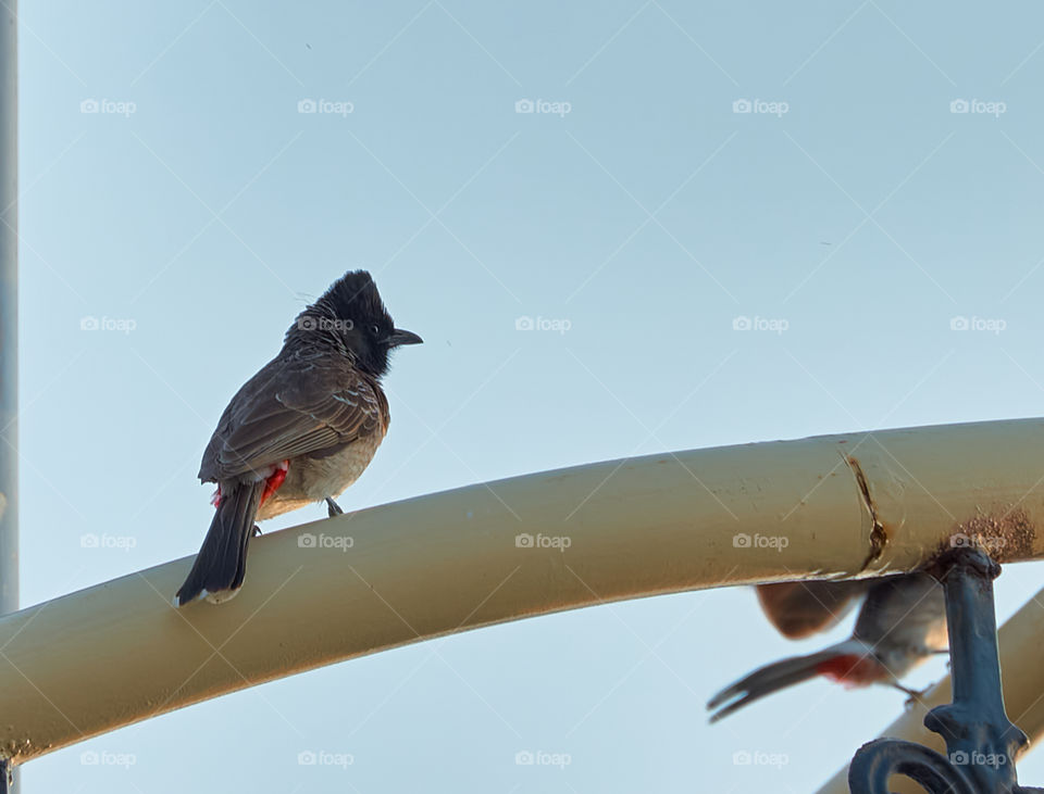 Bird photography - Red vented bulbull - Scouting environment