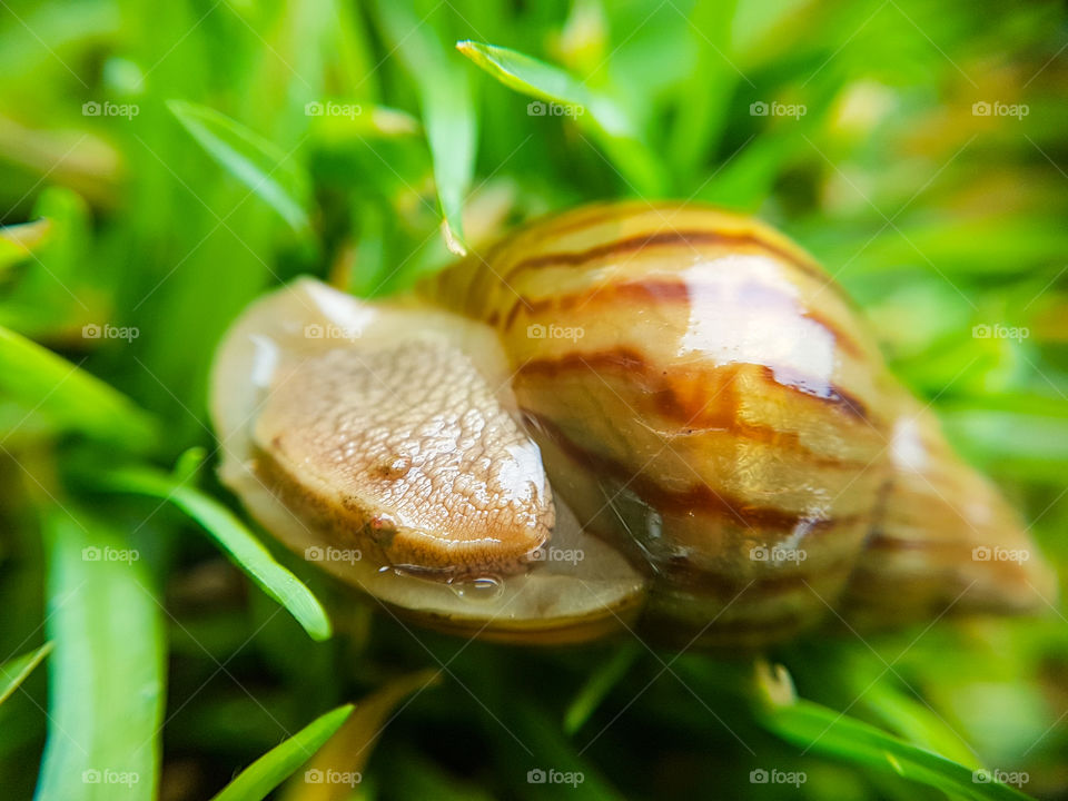 snail upside down on the grass